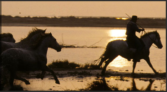 Ballade à cheval en Camargue Ballade à cheval en Camargue