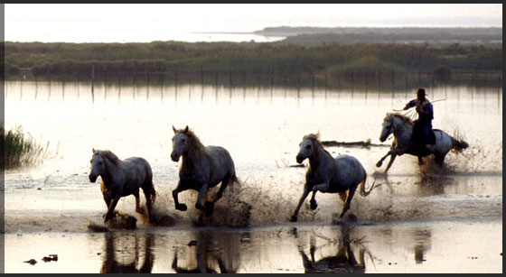 Randonnée à cheval en Camargue Randonnée à cheval en Camargue