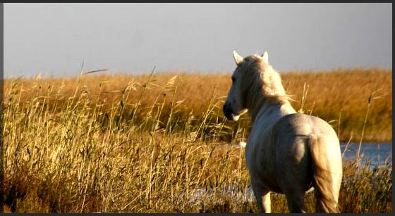 Promenade à cheval en Camargue Promenade à cheval en Camargue