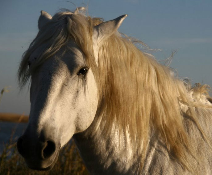 Promenade � cheval en Camargue avec les Cabanes de Cacharel