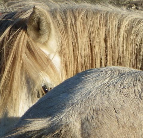 Elevage chevaux Camargue