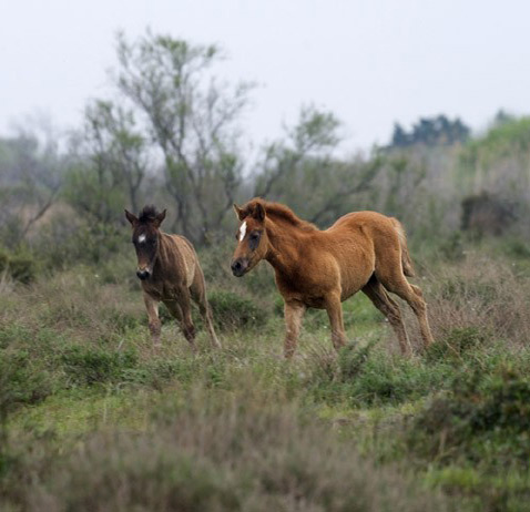 Chevaux Camargue randonnées et �levage