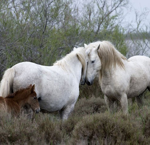 Randonn� et �levage cheval Camargue