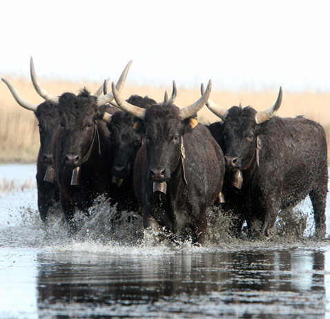 Ferrade taureaux à cheval en Camargue