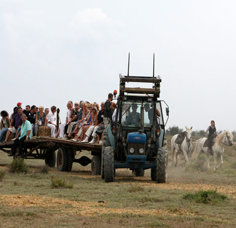 Ferrade en Camargue