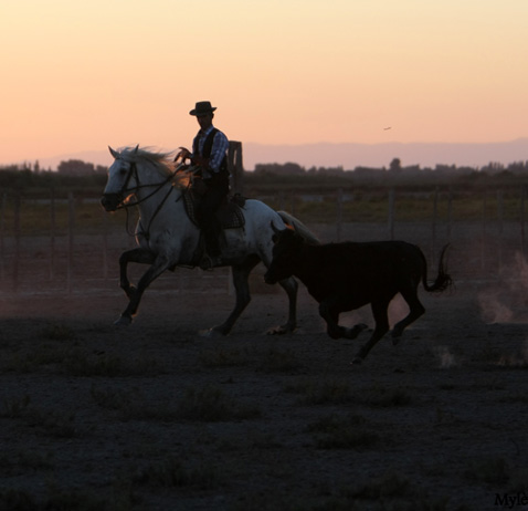 Ferrade en Camargue