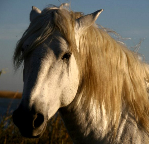 Promenade à cheval en Camargue avec les Cabanes de Cacharel