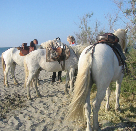 Promenade à cheval en Camargue avec les Cabanes de Cacharel