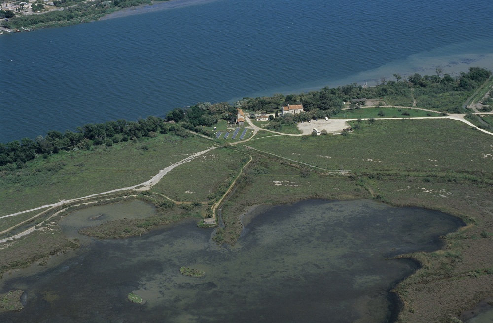 Ferrade taureaux à cheval en Camargue