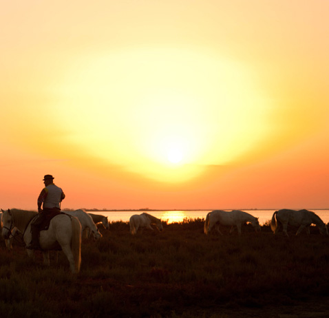 Promenade à cheval en Camargue